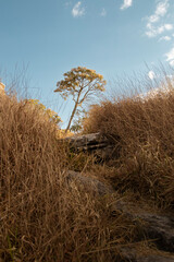 Fototapeta premium Paisagem do Cerrado mineiro na cidade de São Thomé das Letras, Minas Gerais