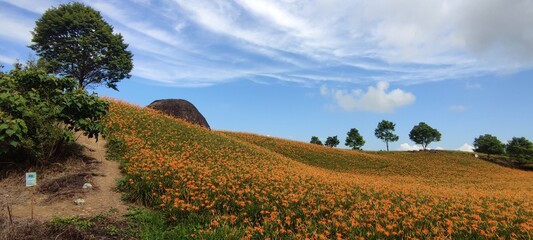 The beautiful daylily flower mountain of eastern Taiwan
