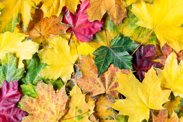 Naklejka na ściany i meble Autumn background of bright colorful maple leaves. Flat lay. Top view