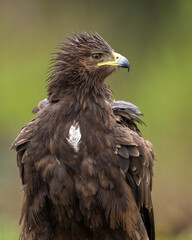 Greater spotted eagle closeup portrait
