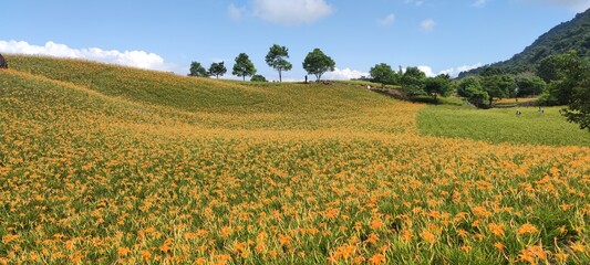 Fototapeta premium The beautiful daylily flower mountain of eastern Taiwan