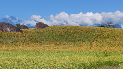 Fototapeta na wymiar The beautiful daylily flower mountain of eastern Taiwan