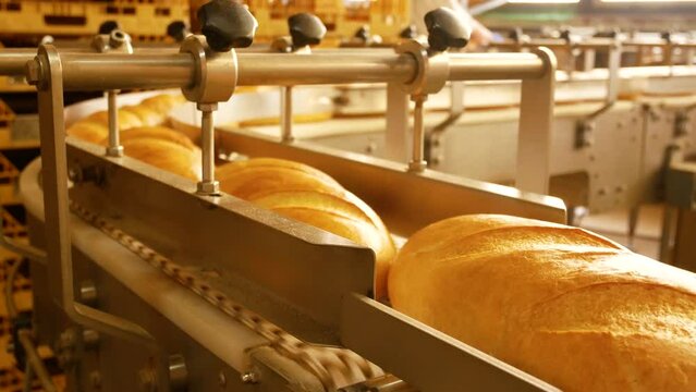 Freshly baked bread, baguette goes along the tape for loading and packaging in the workshop of the bakery. Bread production, bakery
