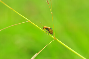 bug on a leaf