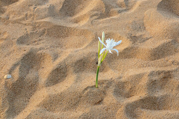 Pancratium maritimum, wild plant blooming, white flower, sandy beach background.