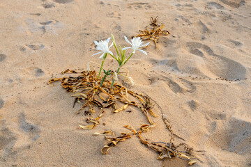 Obraz premium Pancratium maritimum, wild plant blooming, white flower, sandy beach background.