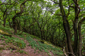 Fototapeta na wymiar A view of the wooded slopes leading down from Bamford Edge, UK in summertime