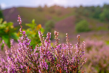 Obraz premium Purple pink heather in bloom Ginkel Heath Ede in the Denmark