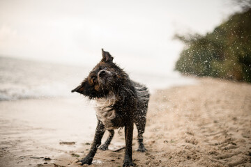 cute fur wet dog shaking off water at sandy beach