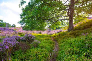 Purple pink heather in bloom Ginkel Heath Ede in the Denmark