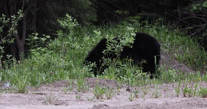 Black bear (Ursus americanus) in Glacier National Park, Canada