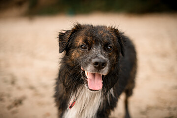 portrait of cute mongrel dog on blurred background.