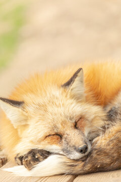 Red Fox, Asia, Canidae