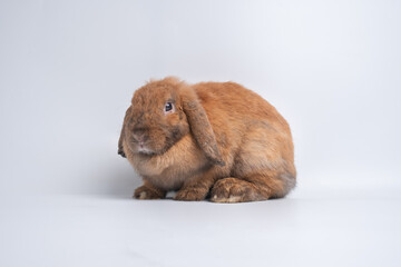Furry and fluffy cute red brown rabbit erect ears are sitting look in the camera and cleaning the...
