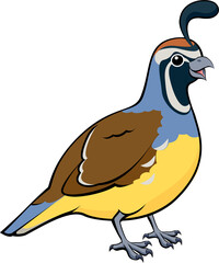 Cartoon California Quail