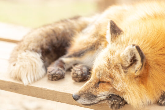 Carnivore, Nap, Canidae