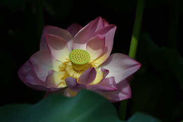 lotus