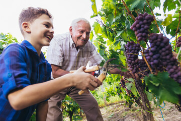 Happy senior is picking grapes with his grandson