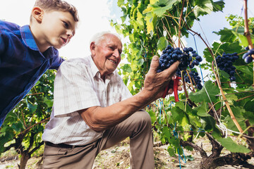 Happy senior is picking grapes with his grandson