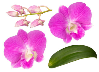 Fototapeta na wymiar Bunch of Pink orchid isolated on white background, Blooming orchids on white With clipping path.