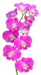 Bunch of  Pink orchid isolated on white background, Blooming orchids on white With clipping path.