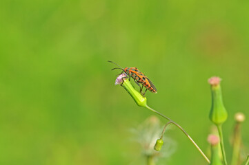 Pyrrhocoridae on a small flower