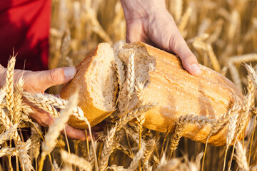 Organic bread in hands of farmer close-up, bread in wheat field.