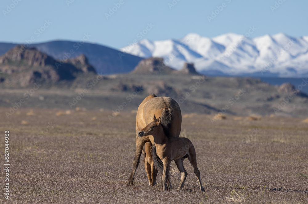 Wall mural Wild Horse Mare and Foal in Spring in the Utah Desert