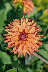 Orange dahlia blossom with red flamed petals.