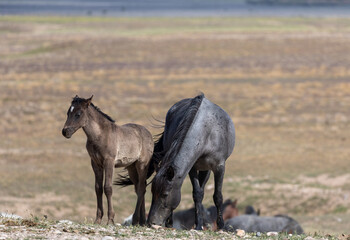 Wild Horse Mare and Foal in Spring in the Utah Desert
