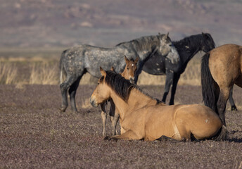 Wild Horse Mare and Foal in Spring in the Utah Desert