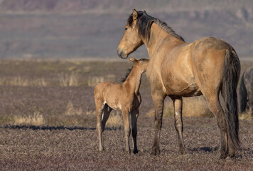 Wild Horse Mare and Foal in Spring in the Utah Desert