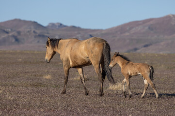 Wild Horse Mare and Foal in Spring in the Utah Desert