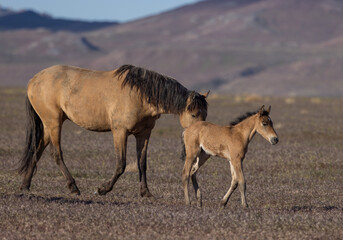 Wild Horse Mare and Foal in Spring in the Utah Desert