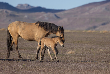Naklejka na ściany i meble Wild Horse Mare and Foal in Spring in the Utah Desert