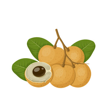 Longan – nhãn