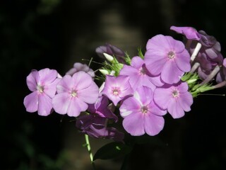 Blooming Light Purple Flowers on Green Stem in Bright Sunlight against Dark Blurred Bokeh Ground Background