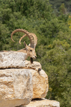 A Male Ibex on a Pile of Rocks