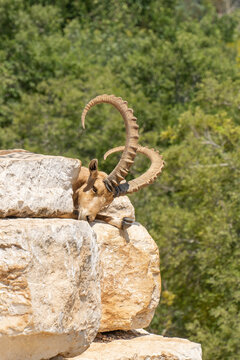 A Male Ibex on a Pile of Rocks