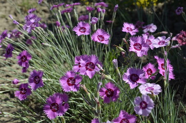 Obraz premium Dianthus deltoides