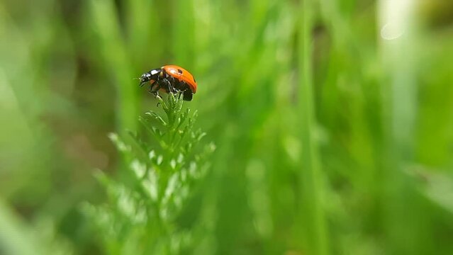 A ladybug on a green twig is trying to take off. Macro photography. Slow motion video.