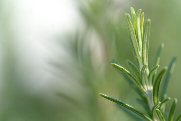 Einzelner frischer Rosmarin Zweig als grüne mediterrane Gewürzpflanze mit unscharfen Hintergrund