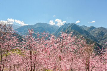 Beautiful Sakura Blooming On The Trail To The Divine Tree Zone (Giant Tree Forest) Of Smangus Tribe...