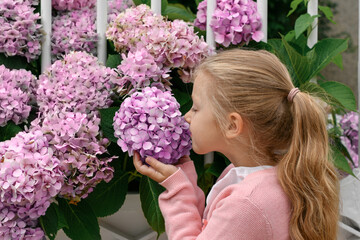 Portrait of a little girl smelling hydrangea