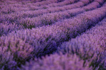 Fototapeta na wymiar Lavender flower blooming scented fields in endless rows.