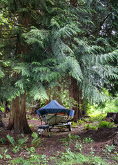 Boat covered in tarp in outdoor wooded area