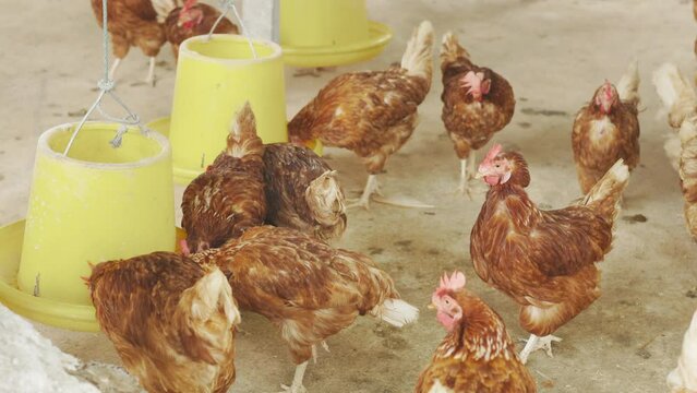 Slow motion 4K of chicken or hen eating corn in clean barnyard shows natural or organic livestock in rural or countryside area in asian country. It is lifestyle of people for local business.