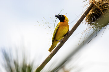 Adult male lesser masked weaver bird, building a nest with papyrus grass. Queen Elizabeth National...