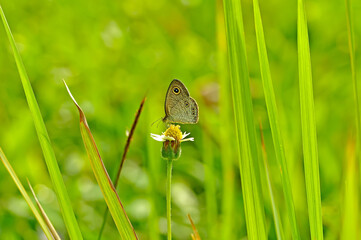 butterfly on green grass