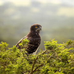 Martial eagle, polemaetus bellicosus, perched in the thorny branches of an acacia tree in Queen Elizabeth National Park, Uganda.